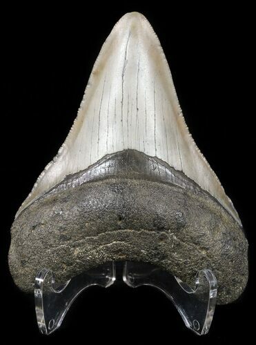 Serrated, Megalodon Tooth - North Carolina #54746